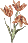 Orn 4